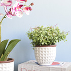 Arranjo Peperômia Artificial No Vaso Branco Cerâmica | Formos